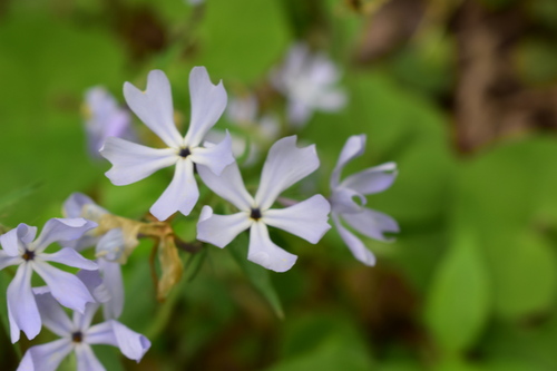 Phlox divaricata