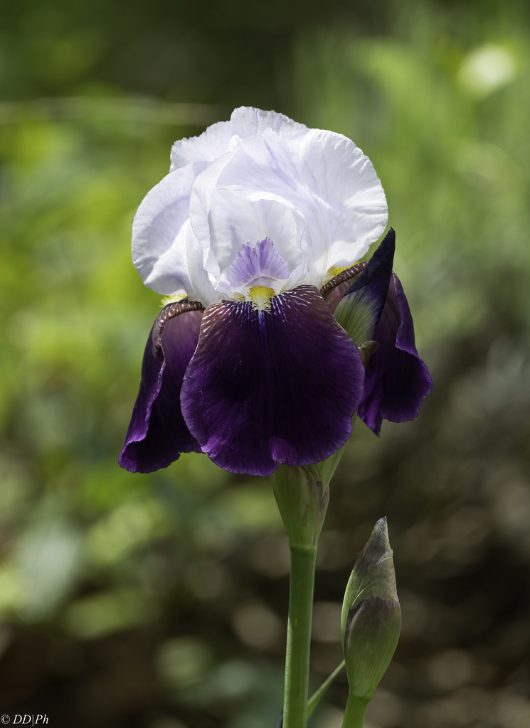 Iris × hybrida
