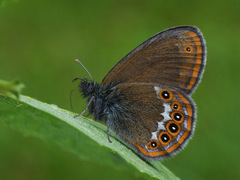 Coenonympha hero