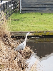 Ardea cinerea