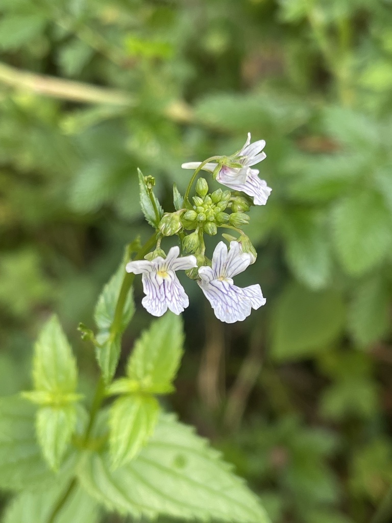 Nemesia zimbabwensis