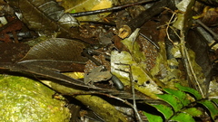 Siona Amazonian Toadlet photo 5
