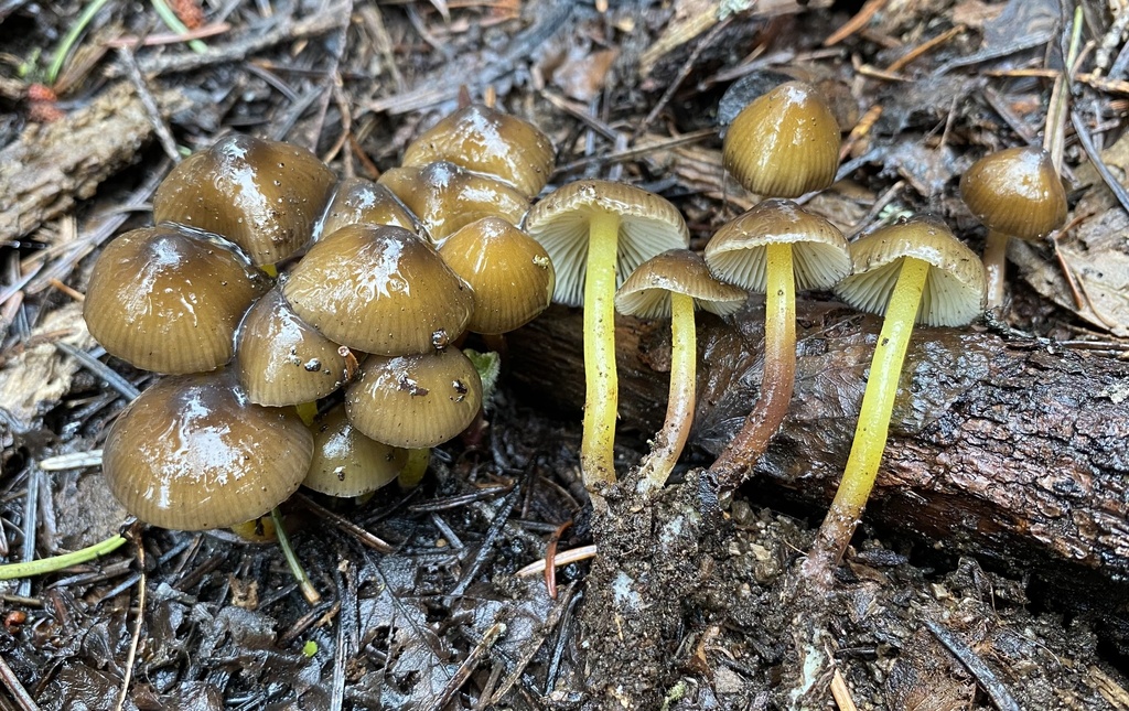 Snowmelt Mycena from Boise National Forest, Cascade, ID, US on May 7