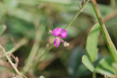 Desmodium scorpiurus