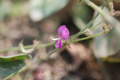 Desmodium scorpiurus