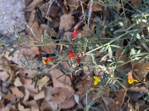 Image of Acmispon oroboides by (c) Alina Martin, some rights reserved (CC BY)