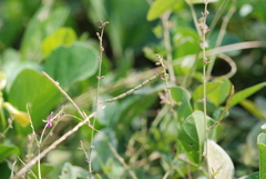 Desmodium scorpiurus