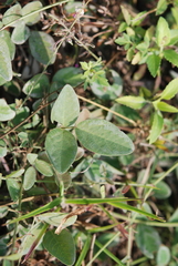 Desmodium scorpiurus