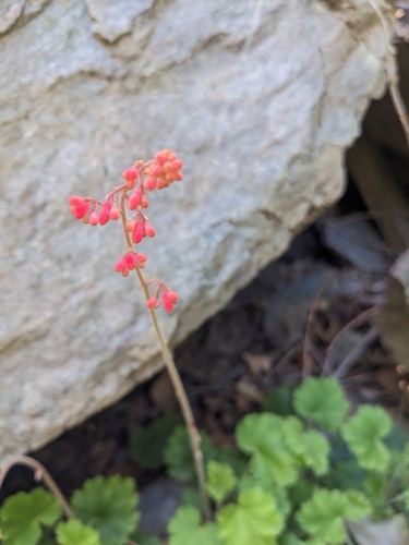 Image of Heuchera sanguinea by (c) Alina Martin, some rights reserved (CC BY)