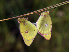 Colias myrmidone