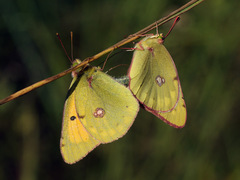 Colias myrmidone