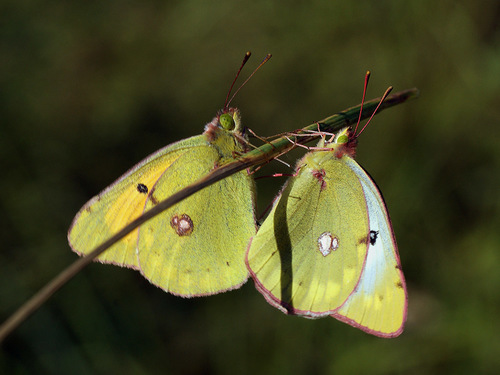 Danube Clouded Yellow