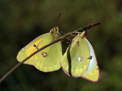Colias myrmidone