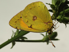 Colias myrmidone