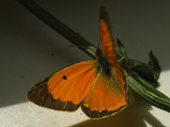 Colias myrmidone