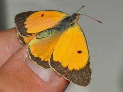 Colias myrmidone