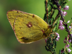 Colias myrmidone