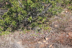 Dichondra occidentalis