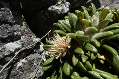 Oldenburgia paradoxa