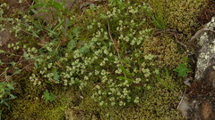 Knawel (Scleranthus)