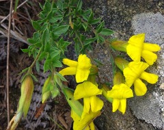 Pearsonia aristata