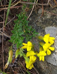 Pearsonia aristata