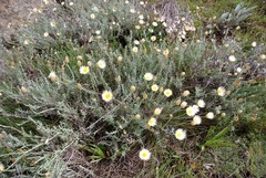Helichrysum argyrolepis