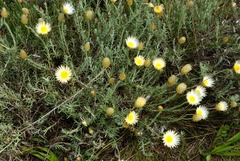 Helichrysum argyrolepis