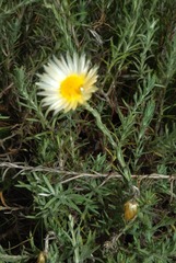 Helichrysum argyrolepis