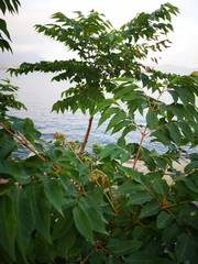 Ailanthus