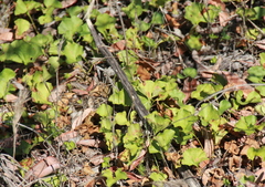 Dichondra occidentalis