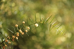 Acacia rupicola