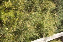Acacia rupicola