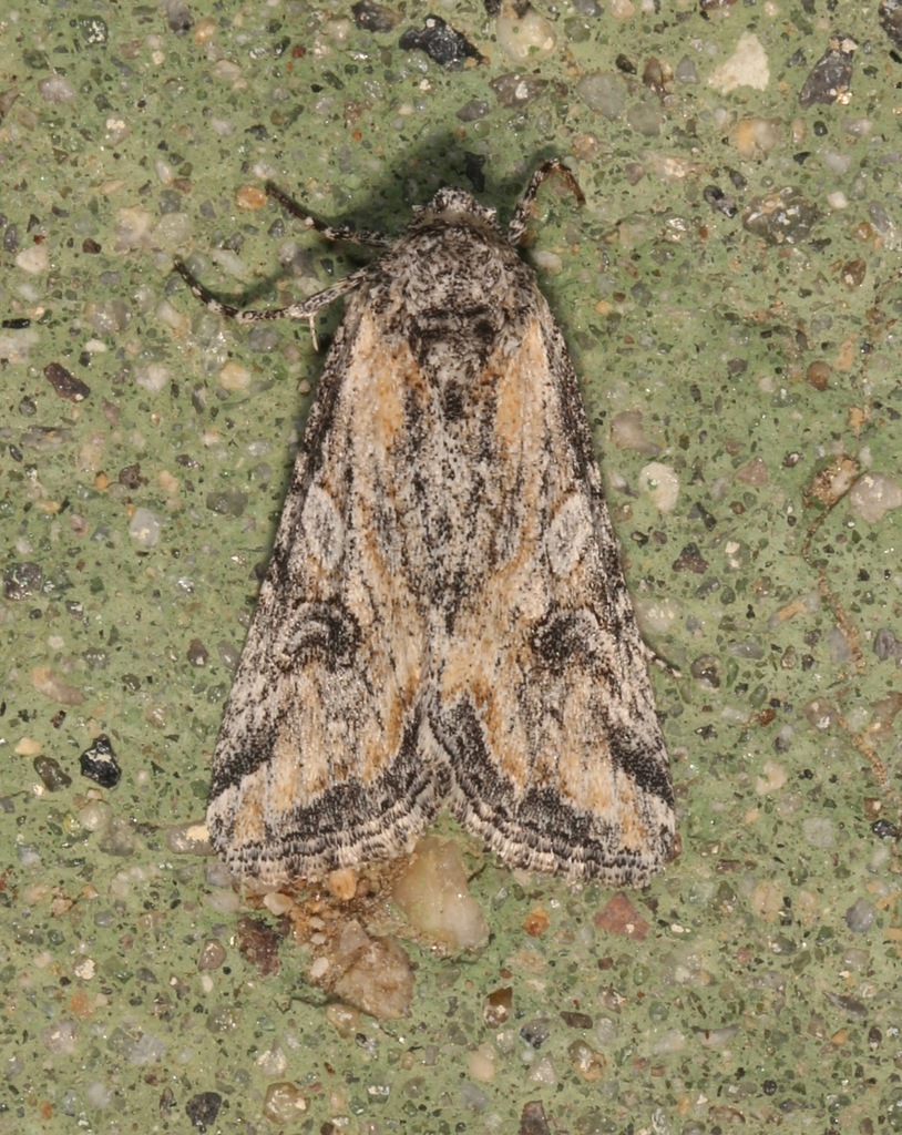 Hadenella pergentilis