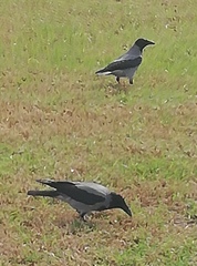 Corvus cornix