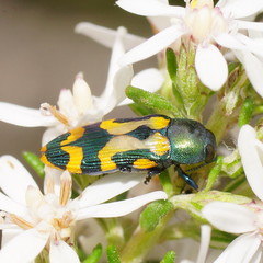 Castiarina flavopicta