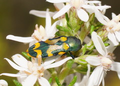 Castiarina flavopicta