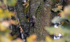 Certhia brachydactyla