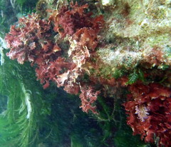 Thuretia quercifolia