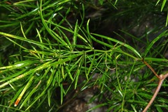 Asparagus angusticladus image