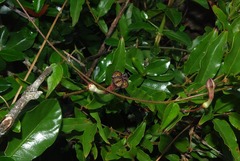 Ceropegia carnosa image