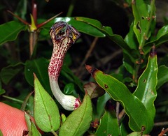 Ceropegia carnosa image