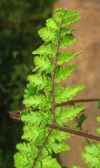 Cheilanthes hirta hirta