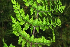 Cheilanthes hirta hirta