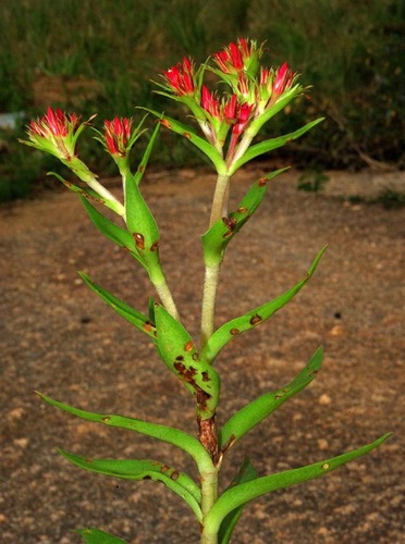 Crassula alba var. parvisepala image