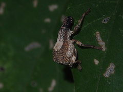 Episomus chinensis