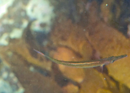 Siphonognathus beddomei