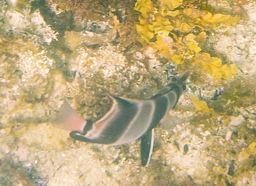 Chelmonops curiosus