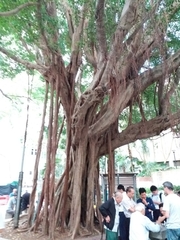 Ficus microcarpa