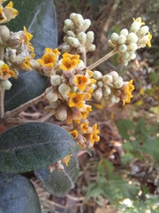 Buddleja nitida image